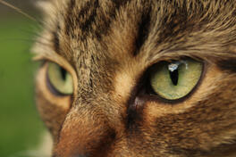 Close-up of Cat's Face, 2022