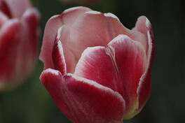 Tulip in Holland, Michigan, 2023